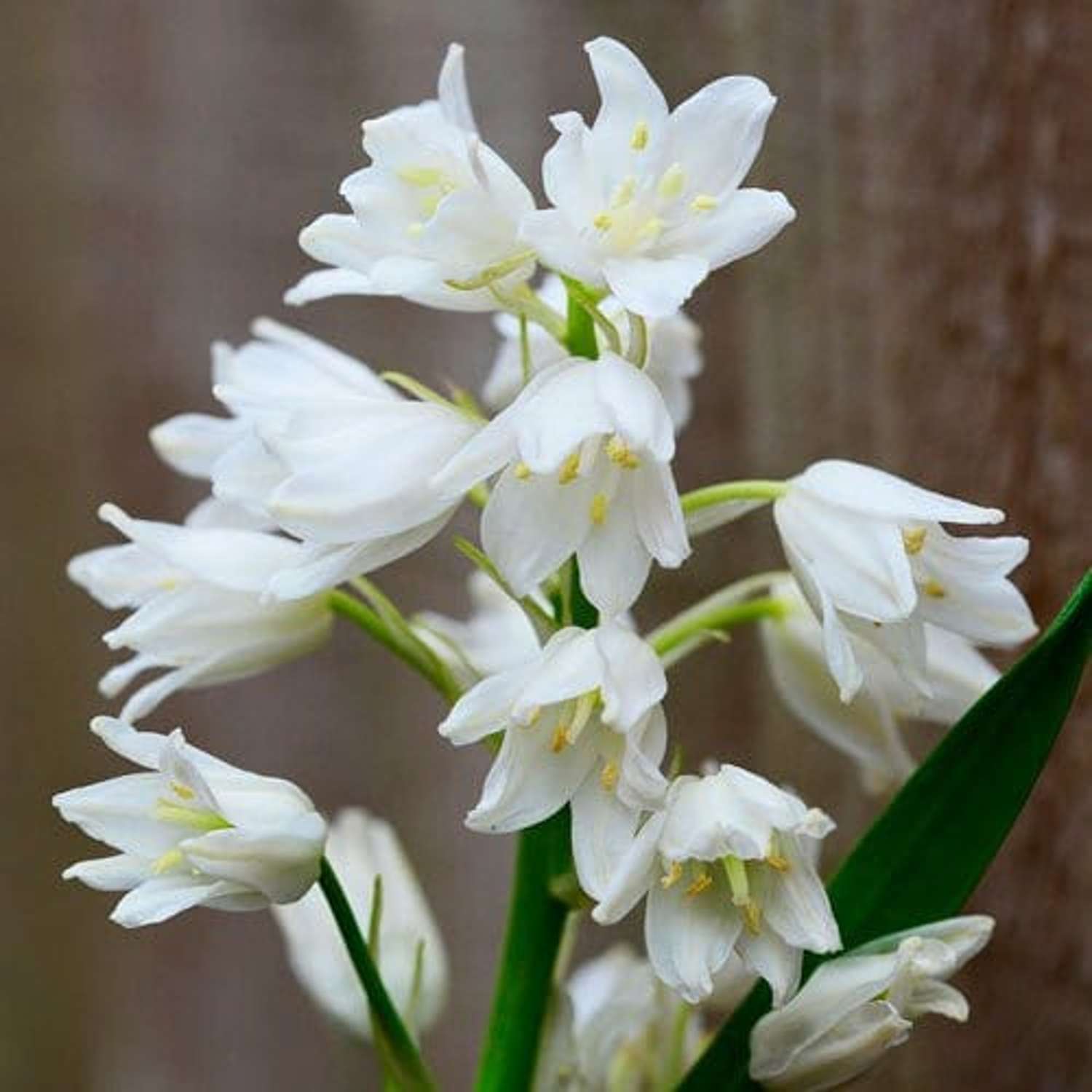 Hasenglöckchen 'Alba Maxima'